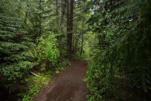lobo-de-luna:  A good rainy day for a hike. 5-13-15