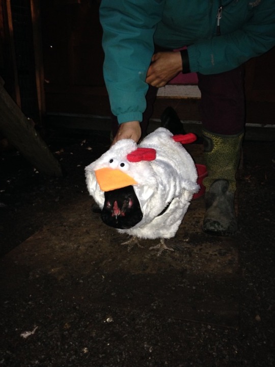 shivers-zoo-and-aquarium: chickenkeeping:  dressing your chickens up in halloween costumes is a revolutionary action. do it    Yes, it is the best 