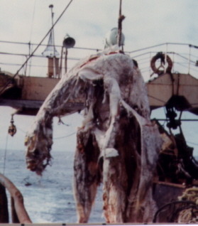 sixpenceee:  Zuiyo-maru Carcass In April 1977, thirty miles off the coast of New Zealand, a net of a Japanese fishing boat, the Zuiyo-maru, caught a huge animal carcass of an unknown origin. The creature was 33 feet long and weighd about 4000 pounds.