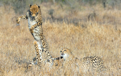 funnywildlife:  Cheeky Cheetahs by Andrew