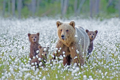 recklessthottie:cubebreaker:  Though fiercely protective, if you keep your distance watching a momma bear with her cubs is one of nature’s most beautiful sights.  bearwithamoviecamera