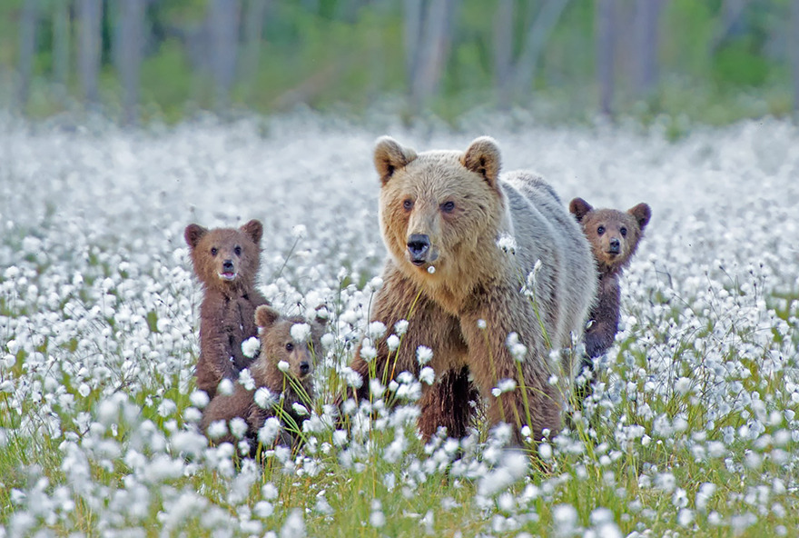 angelclark:  Big Bears Teaching Their Teddies How To Bear  Momma bears are a fairly