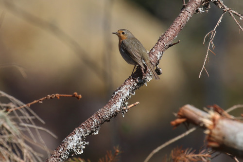 Too much work and far too little time for nature at the moment but here we have a few quick snapshot