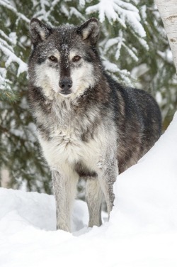 beautiful-wildlife:  Tundra Wolf by Jeff
