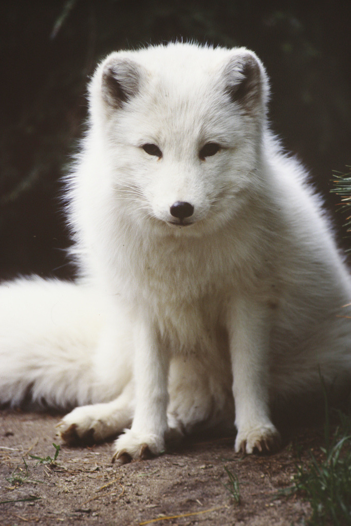 mystic-revelations:  Artic fox By Paul Wyman