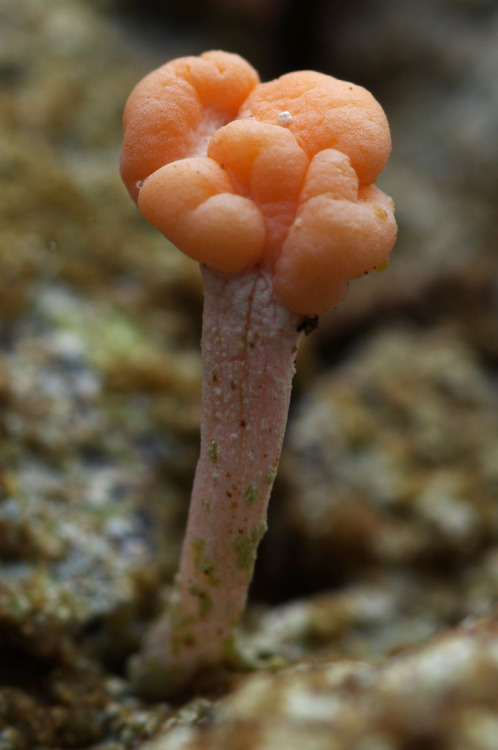 Match-head like lichen fruiting bodies. Dibaeis arcuata.