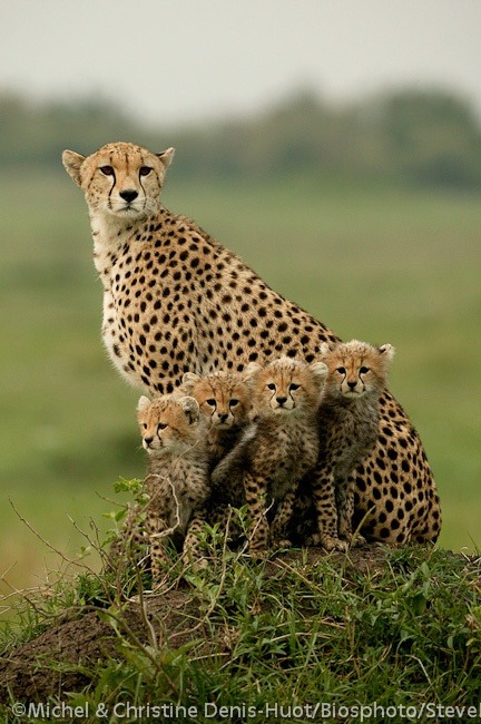 Stick together (Cheetah with cubs)