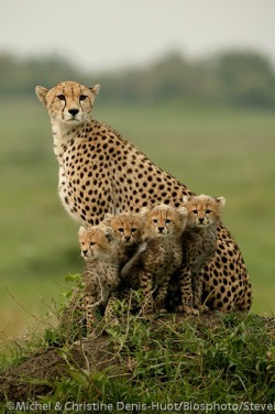 Stick Together (Cheetah With Cubs)