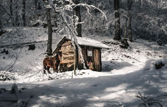 Winter Forrest Calm by Nino Kera #winter#winter fairytale#snowy woods#horse#fairytale forest#my upload#silvaris#winter woods#animal#snow#hut