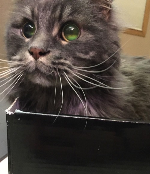 coolcatgroup:catchomps:His eyes have galaxies@mostlycatsmostly !!!!!!!!