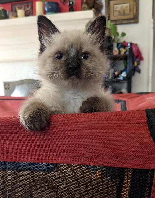 siamesenekouwu:Parents never liked Siamese cats, so Lazlo is my very first!