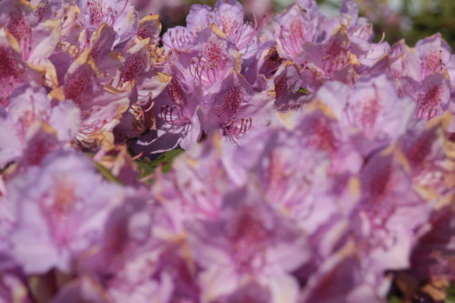 flowers by Keaphoto adult photos