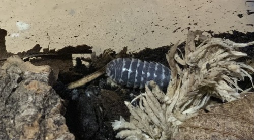 Gray Zebra Isopod Morph!!! Also My Springtails Are Proliferating Nicely And The Zebras Have Babieessss!!!!!