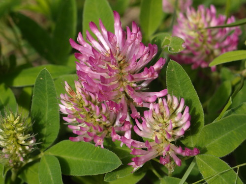 Trifolium medium — zigzag clover