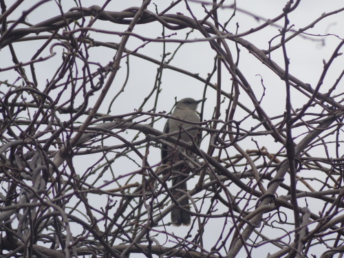 Northern mockingbirds at the National Arboretum in Washington D.C.