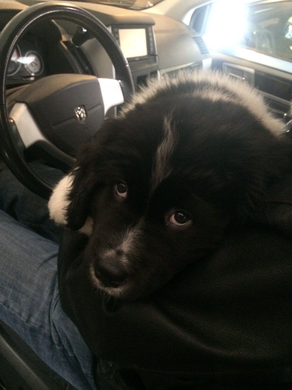 legalwifi:  rorsharts:  Some of my fav car shots of Theo  THIS DOG IS ADORABLE 
