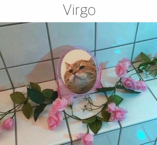 XXX gaypussyretard:  cat astrology photo