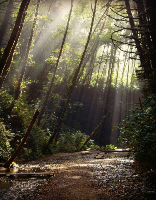 90377: Fern Canyon by Susan LeBlanc