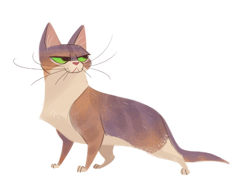dailycatdrawings:  492: American Wirehair