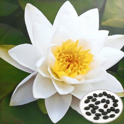 summersunny88: Egrow 10Pcs Gardening Lotus Seeds 001   ☘ ☘   002 003  