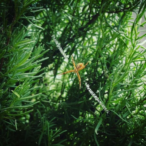 This is Andy, the St Andrew&rsquo;s Cross spider that lives in our lavender bush. We have a good