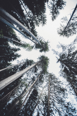 elenamorelli:  { just me and the trees, under