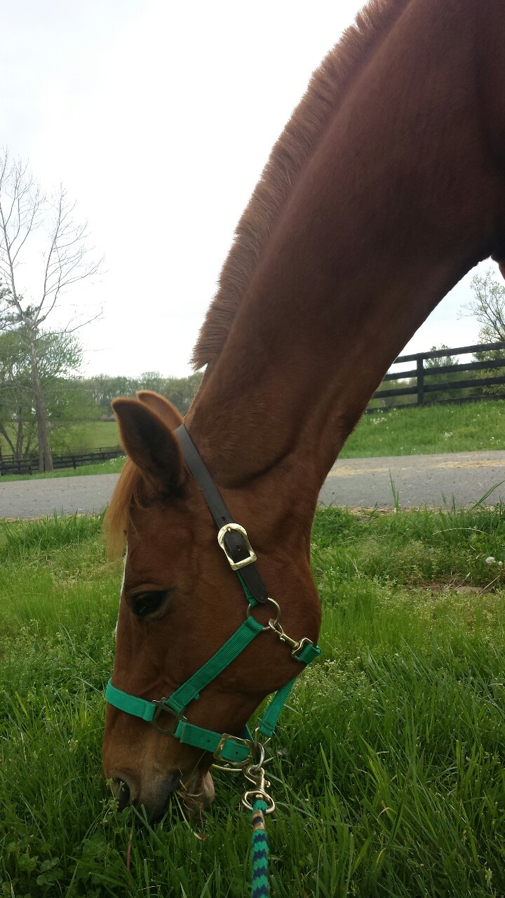 equinefeather:  Guess who learned to stop by voice command on the lunge line today!
