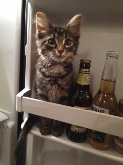 that&rsquo;s how my cat let me know he wants beer