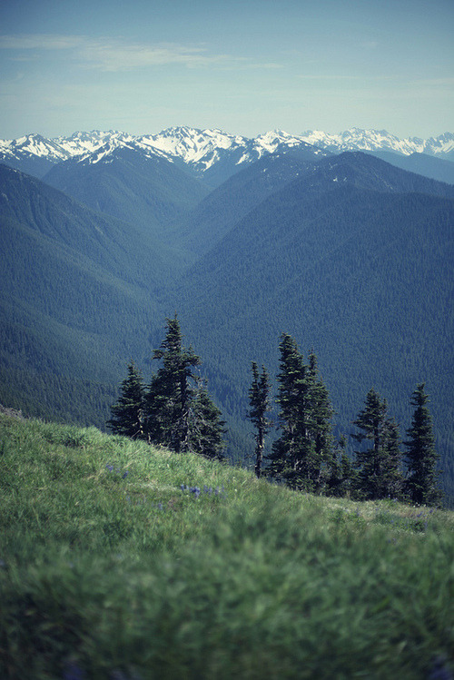 oh-haroo:  Follow me for more vertical nature and landscape!  drsnglr