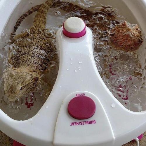 awwww-cute:“Spa day” (Source: ift.tt/2qt3UWK)jacuzzi boys