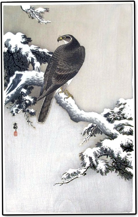 weartherude:Hawk on Snow-Covered Branch; Goshawk on Snowy Branch; Goshawk on a Snow Covered Pine Bra
