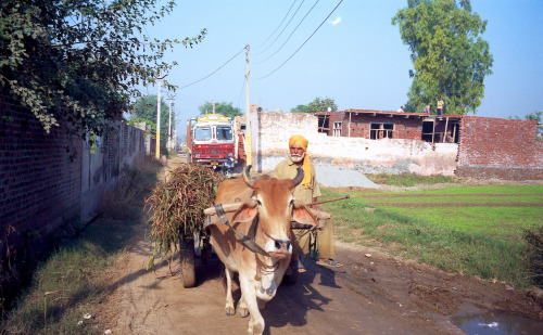 Farming and Trucking. Punjab