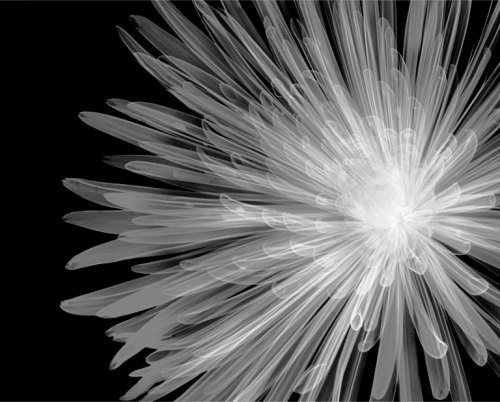 Nick Veasey, Chrysanthemum Bloom, X-Ray