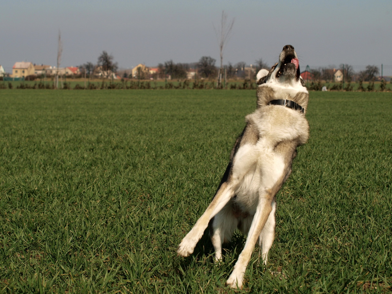 the-little-wolfdog:  catching mud balls. wolfdogs are so graceful…