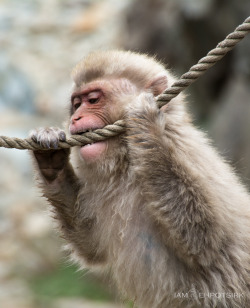 iamrehpotsirk:  Monkey Business!Nagano -