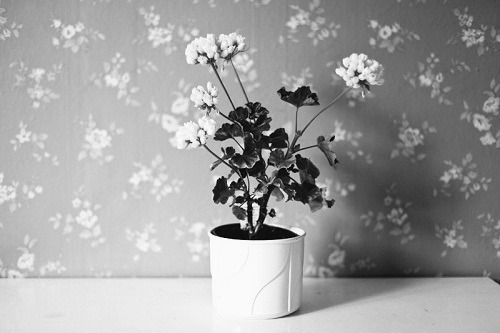 amplectaris:  source unknown