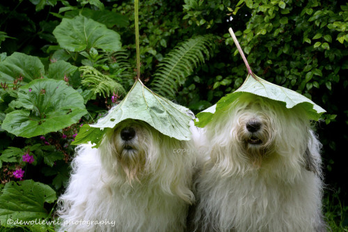 mostlydogsmostly: We don’t care about the rain… we go out anyway, we got rain protectio