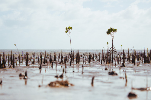 playitinslowmotion:Mangroves