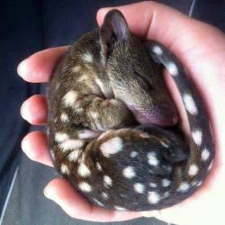 awwww-cute:  A baby quoll (Source: http://ift.tt/1TMu9ft)