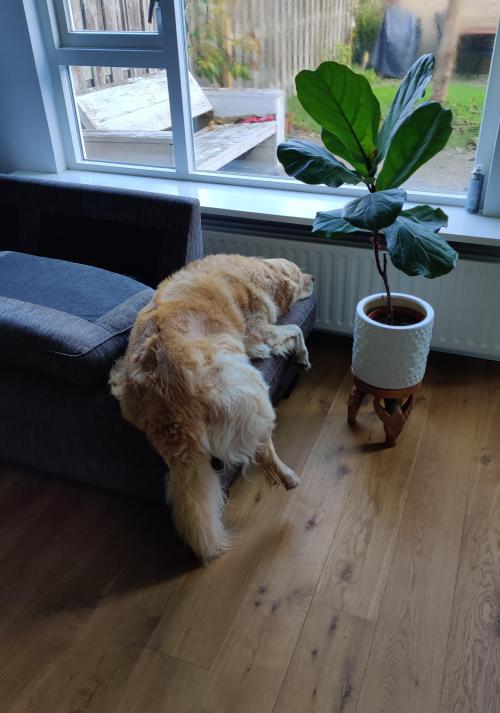 golden-retriever-overload