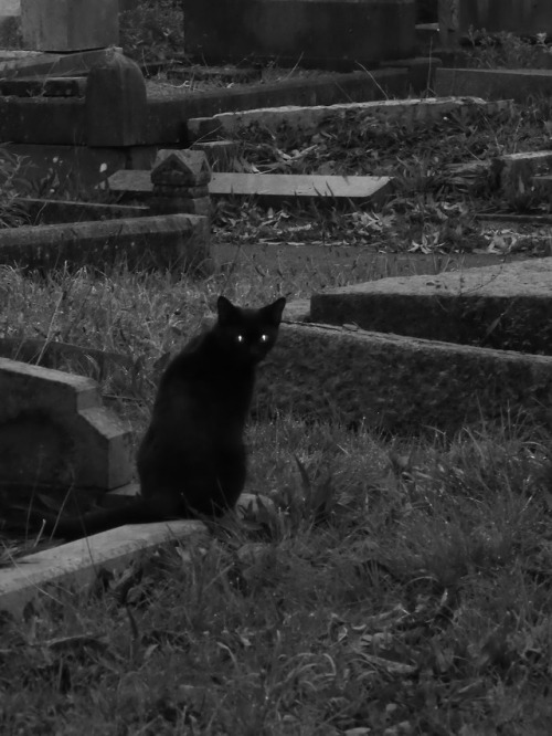 skull-designs:Cat power.Avonview Cemetery, City and County Of Bristol.