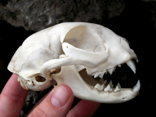 Bobcat Skull Lynx Cat Skull with all top teeth cleaned by coyote trapper, 