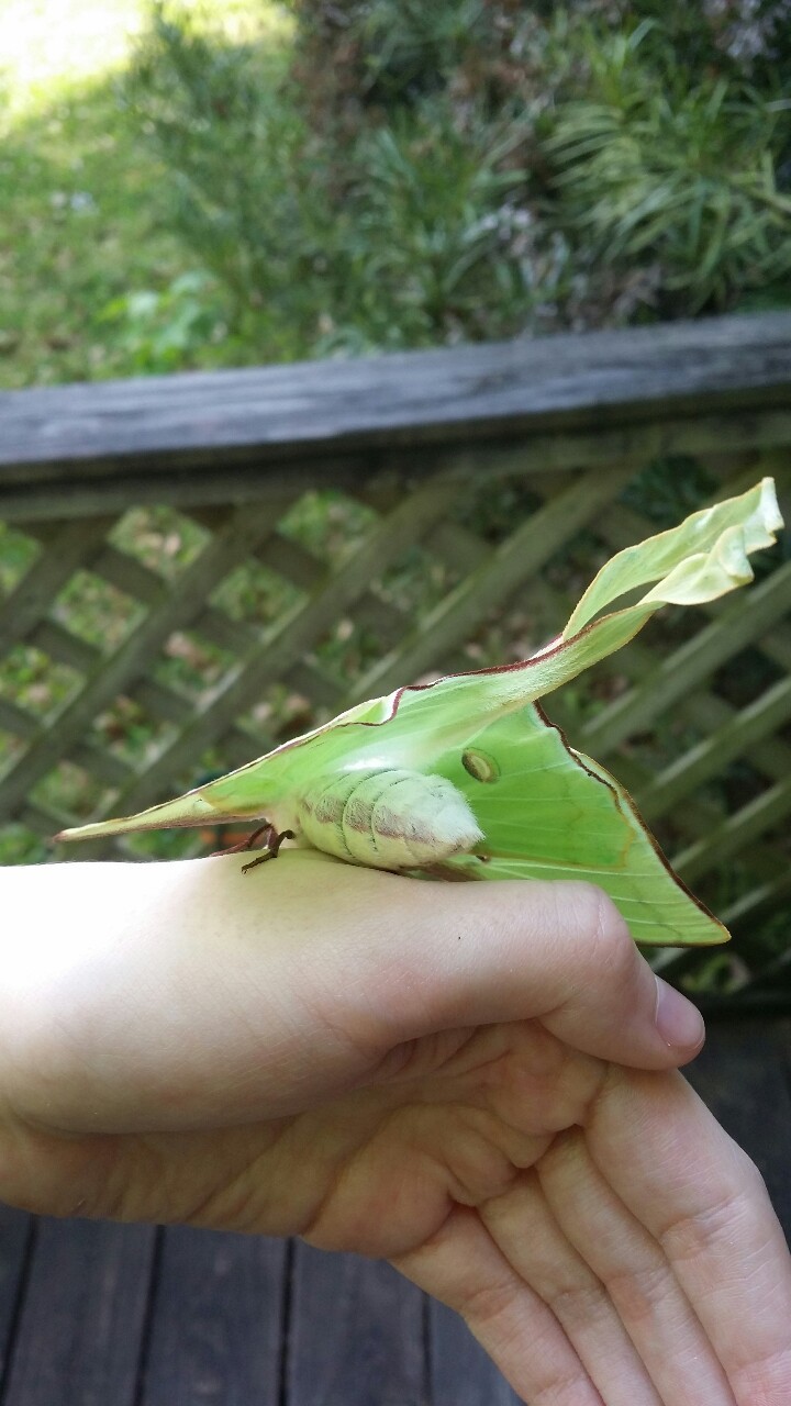 thalnos:  Found a Luna moth that seems to have just recently emerged from its cocoon.