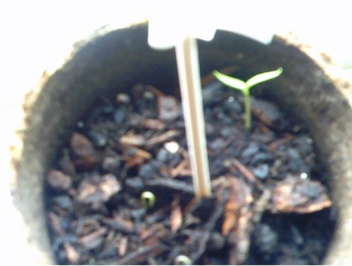 Seedling Hot Pepper Plants, Deceptively Innocent Looking :)