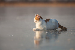 lainphotography:  Kitty on ice.