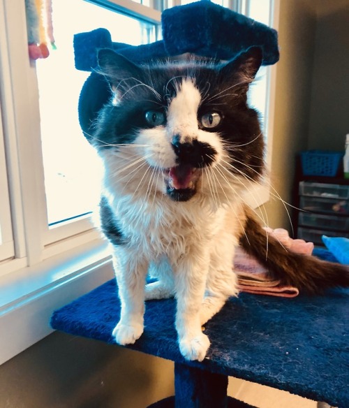 meganimals:such an old pic but this is sinatra, he was always singing