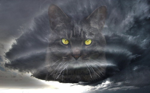 stormcat