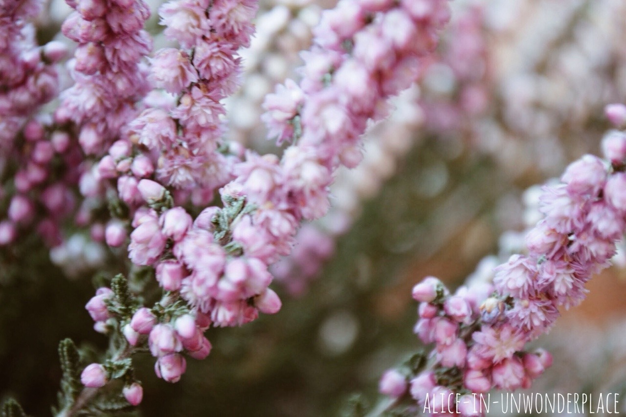 floralls
