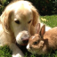 golden-retriever-butch