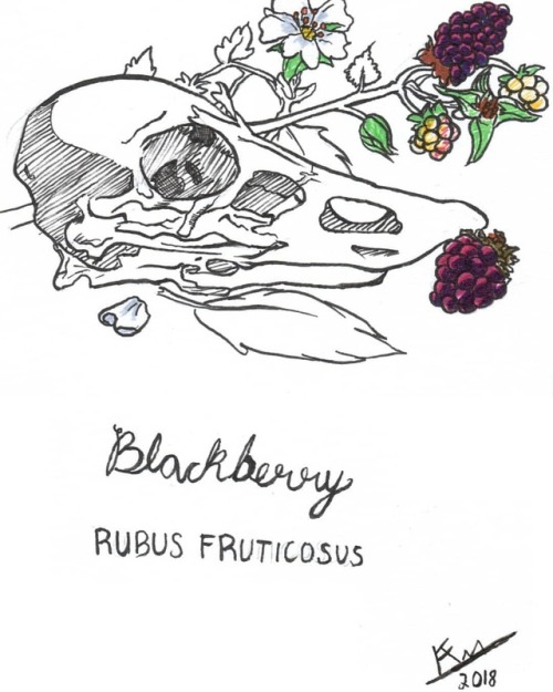 RUBUS FRUTICOSIS Blackberry Duck skull, remember not to feed them bread! They prefer fruits and vegg